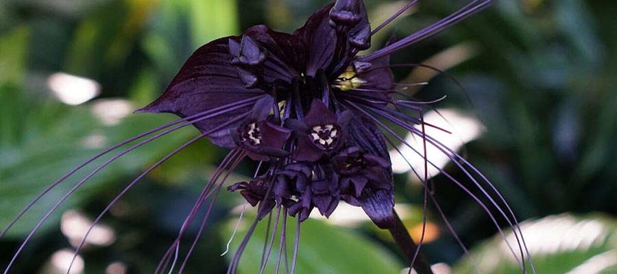 Black Bat Flower