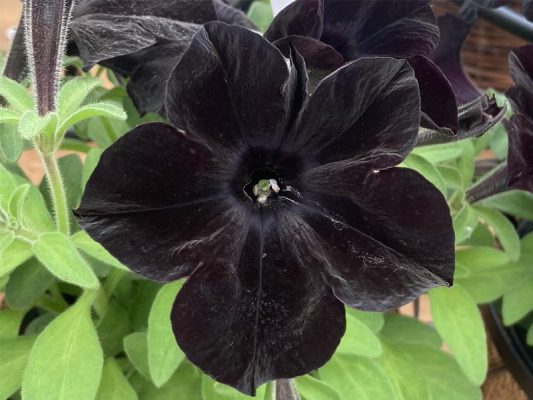 30 Stunning Black Flowers and Plants to Beautify Your Garden | Plants ...