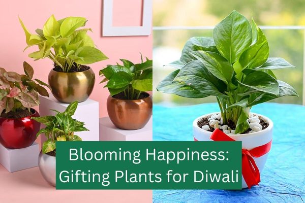 Blooming Happiness Gifting Plants for Diwali
