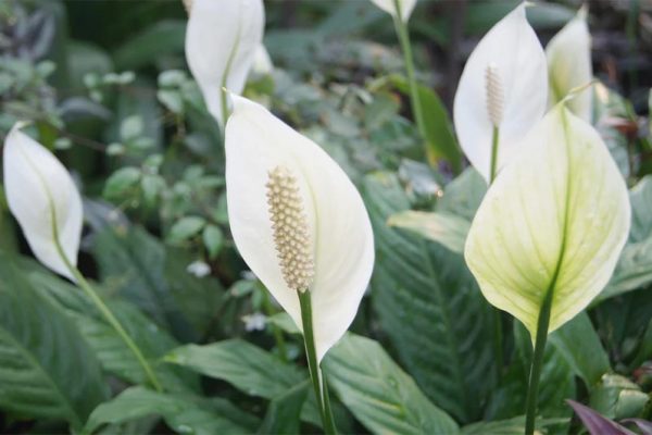 Five Simple Strategies for Prolonging the Blooms of Your Peace Lily Houseplants