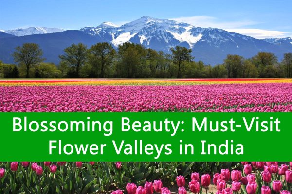 Blossoming Beauty: Must-Visit Flower Valleys in India