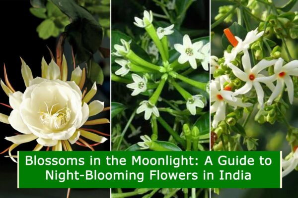 Blossoms in the Moonlight: A Guide to Night-Blooming Flowers in India