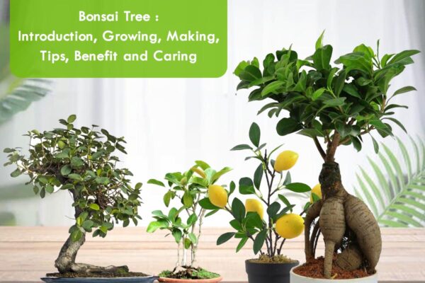 Bonsai tree