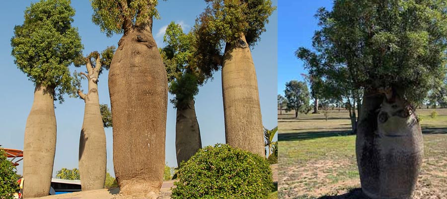 Bottle Tree बोतल वृक्ष