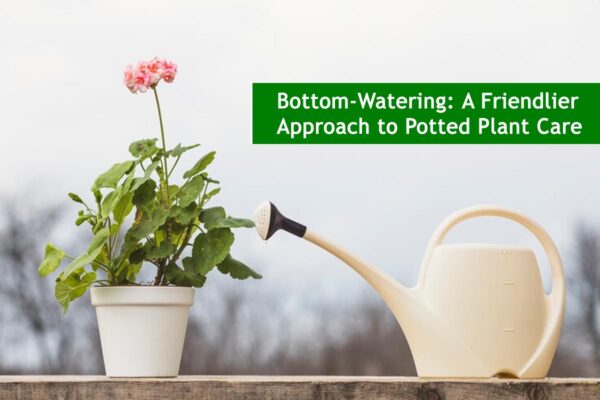 Bottom-Watering: A Friendlier Approach to Potted Plant Care