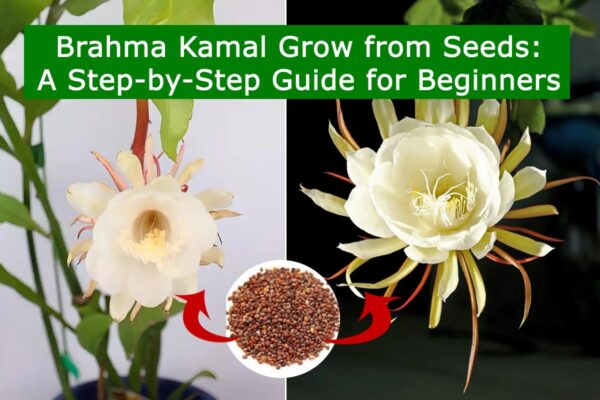 Brahma Kamal Grow from Seeds: A Step-by-Step Guide for Beginners