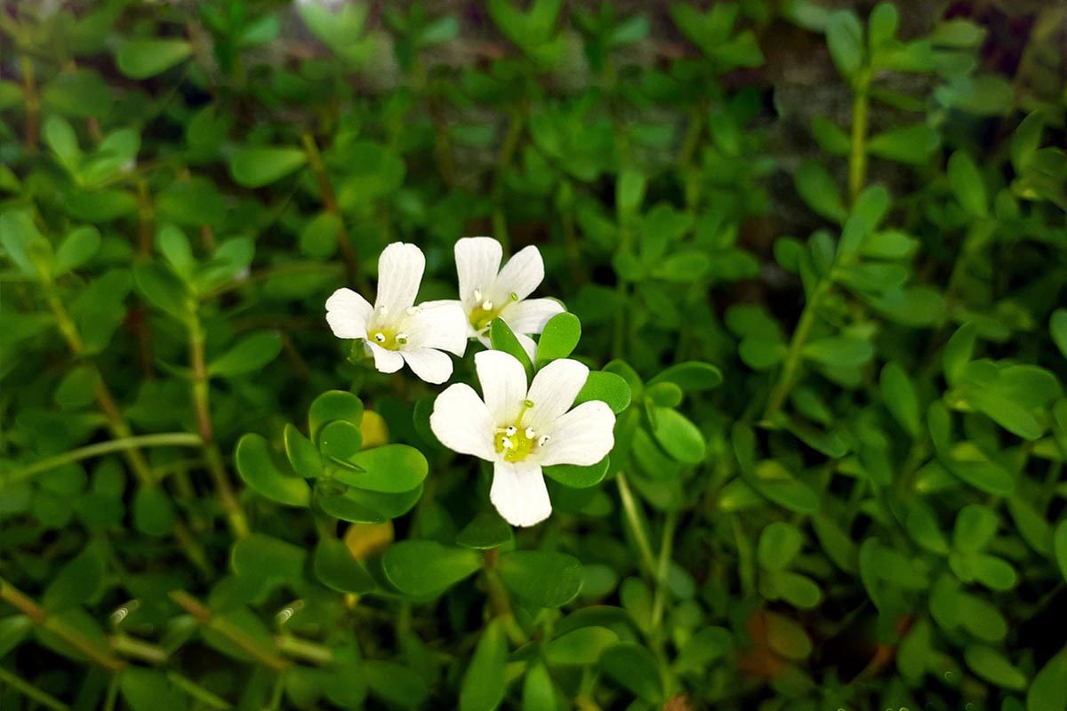 Brahmi