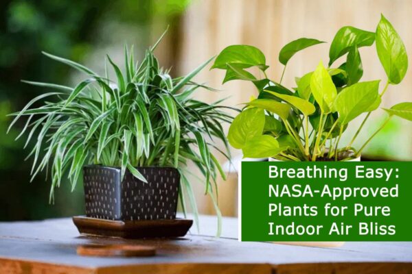 Breathing Easy: NASA-Approved Plants for Pure Indoor Air Bliss