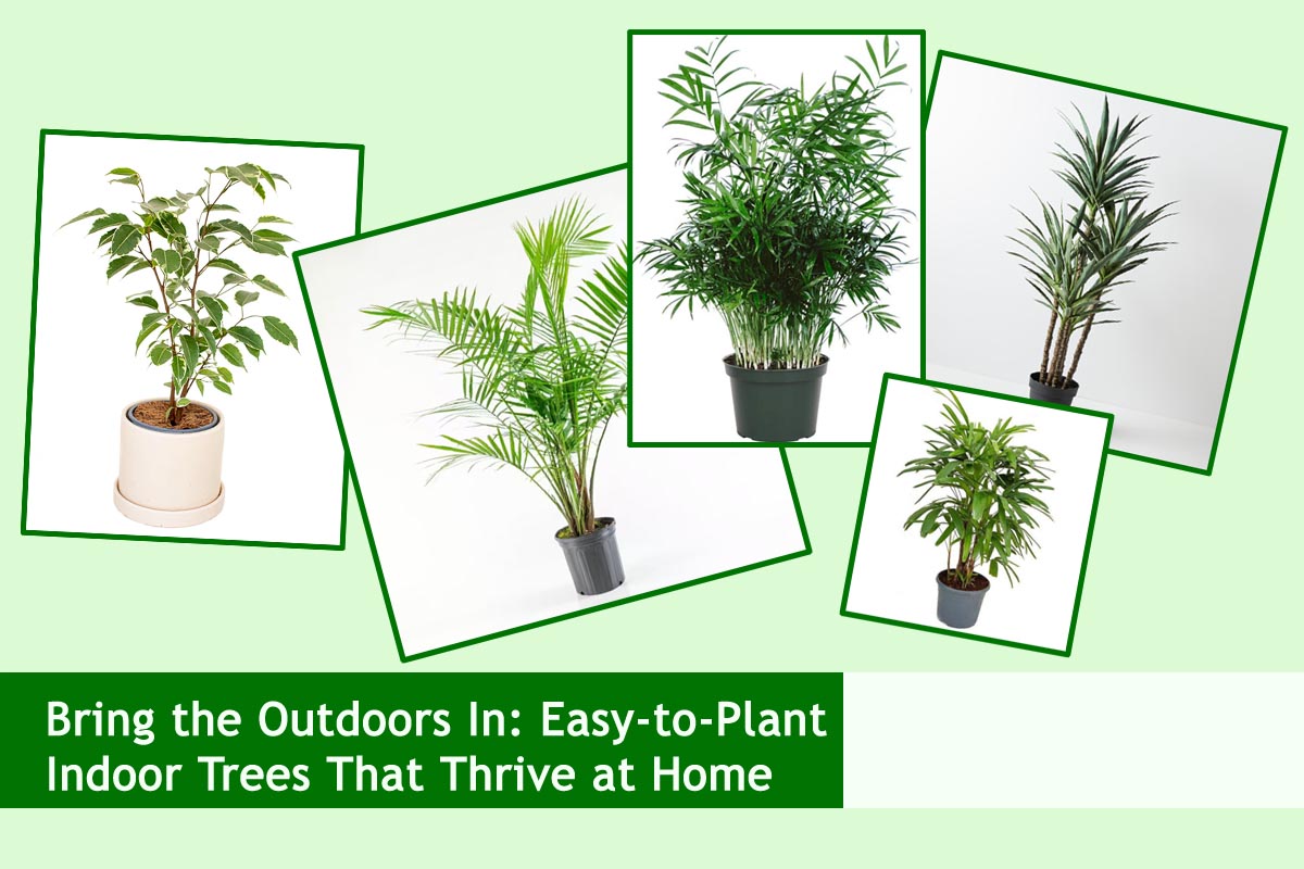 Bring the Outdoors In: Easy-to-Plant Indoor Trees That Thrive at Home