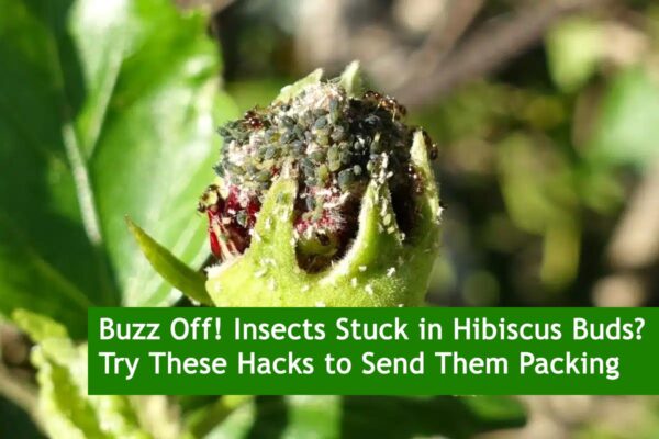 Buzz Off! Insects Stuck in Hibiscus Buds? Try These Hacks to Send Them Packing