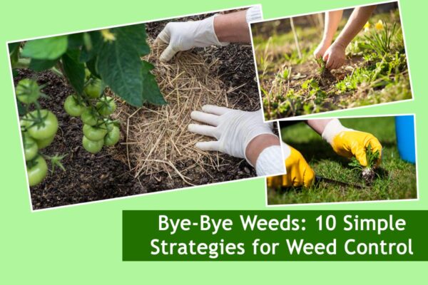 Bye-Bye Weeds: 10 Simple Strategies for Weed Control