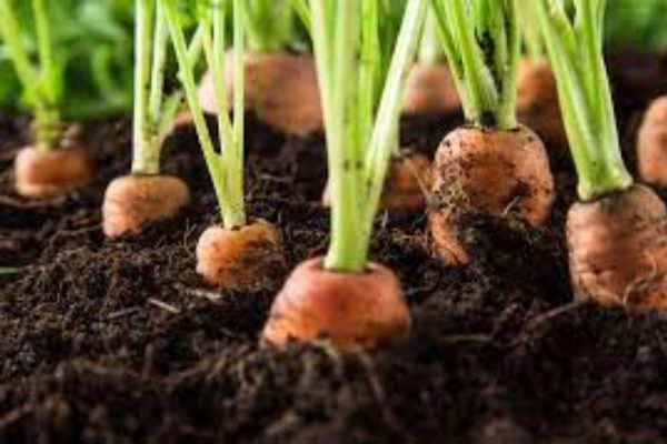 Carrot plant information