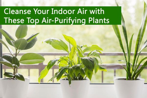 Cleanse Your Indoor Air with These Top Air-Purifying Plants