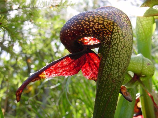 Cobra lily