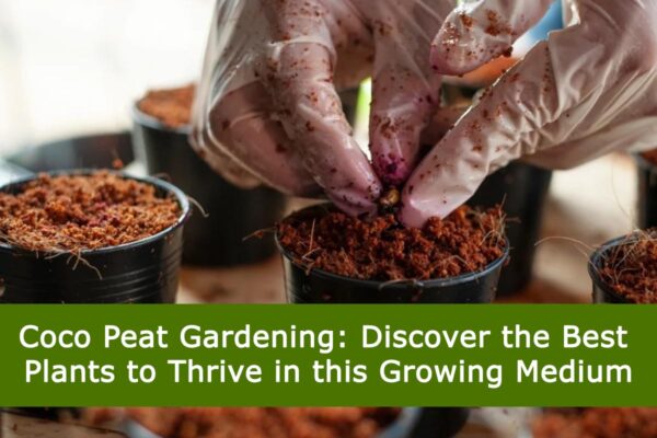 Coco Peat Gardening: Discover the Best Plants to Thrive in this Growing Medium