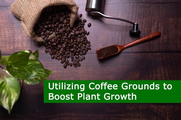 Utilizing Coffee Grounds to Boost Plant Growth