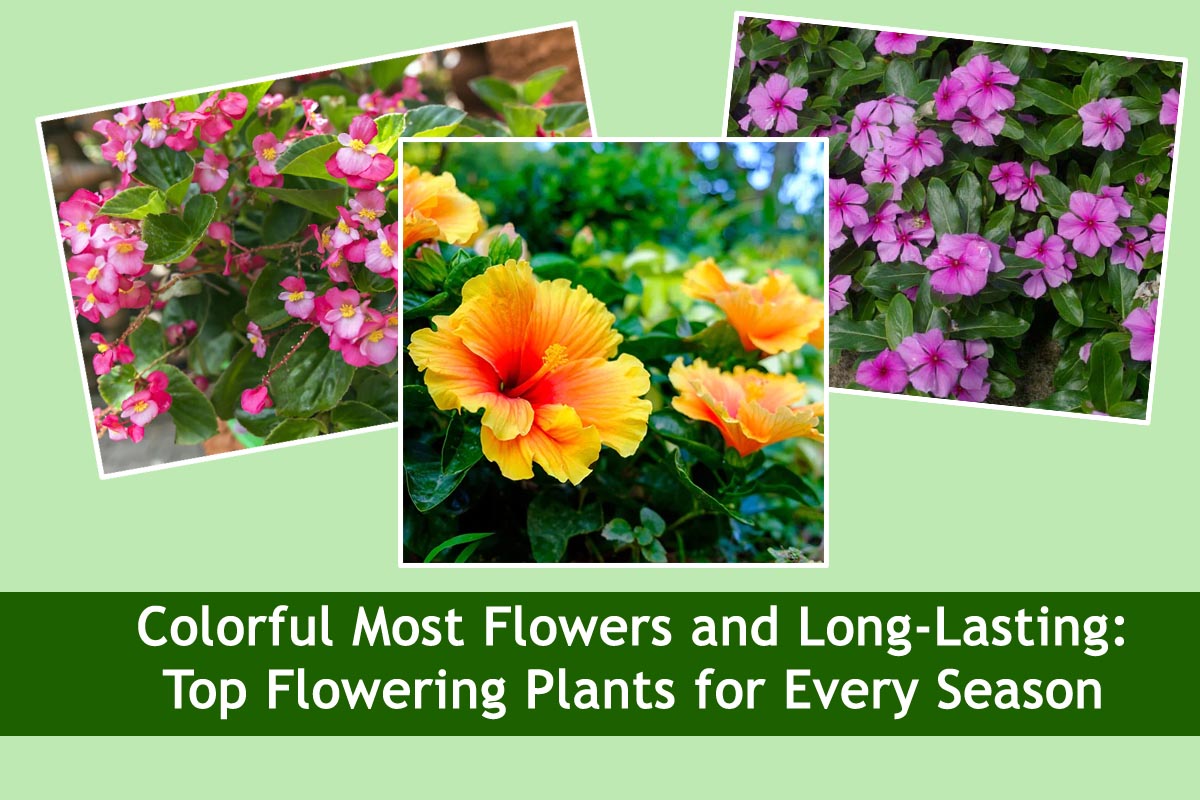 Colorful Most Flowers and Long-Lasting: Top Flowering Plants for Every ...