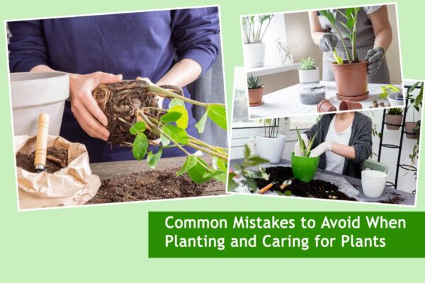 Common Mistakes to Avoid When Planting and Caring for Plants