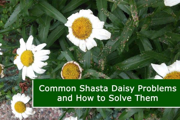 Common Shasta Daisy Problems and How to Solve Them