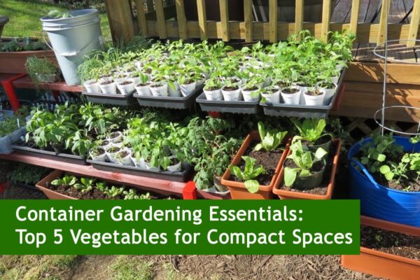 Container Gardening Essentials: Top 5 Vegetables for Compact Spaces
