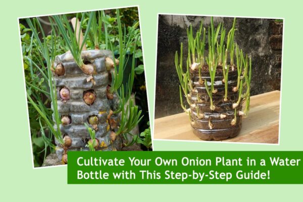 Cultivate Your Own Onion Plant in a Water Bottle with This Step-by-Step Guide!