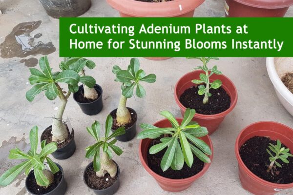 Cultivating Adenium Plants at Home for Stunning Blooms Instantly