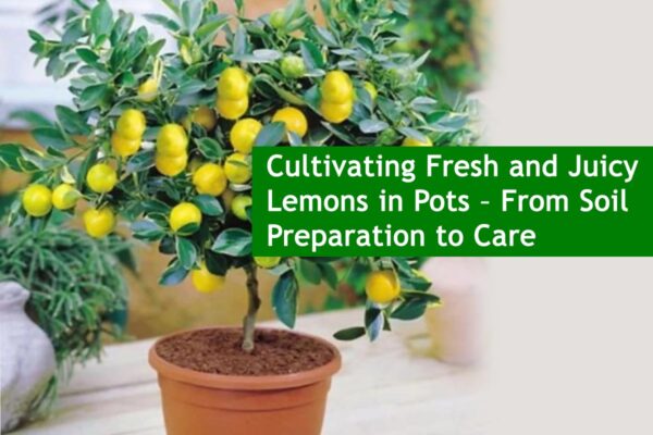 Cultivating Fresh and Juicy Lemons in Pots – From Soil Preparation to Care