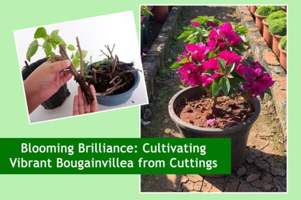 Blooming Brilliance: Cultivating Vibrant Bougainvillea from Cuttings