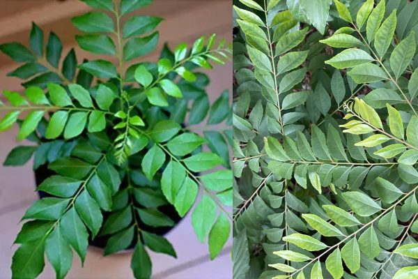 Curry Leaves plants information