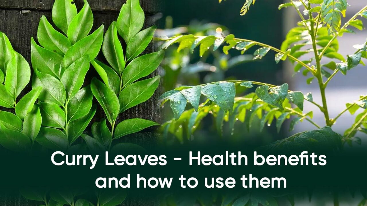 Curry Leaves - Health benefits and how to use them | Plants Information