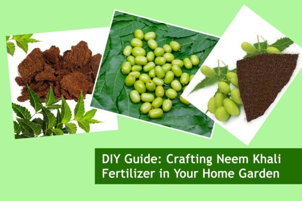DIY Guide: Crafting Neem Khali Fertilizer in Your Home Garden