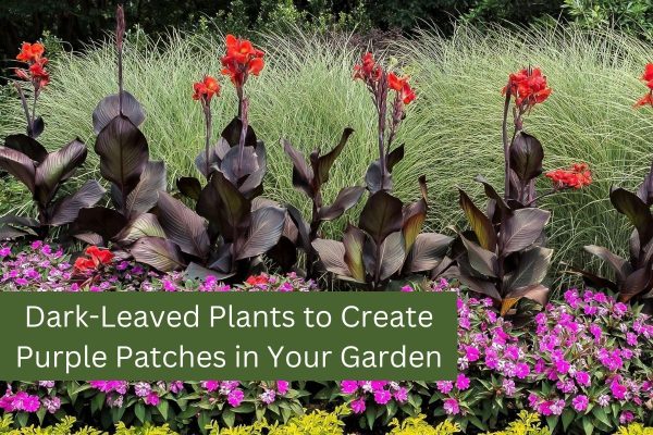 Dark-Leaved Plants to Create Purple Patches in Your Garden