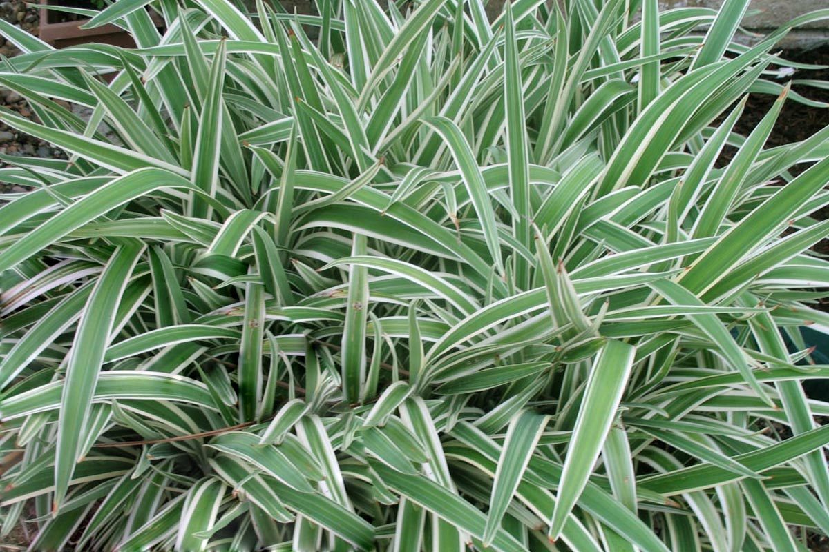 Dianella Tasmanica Plant - Plants Information