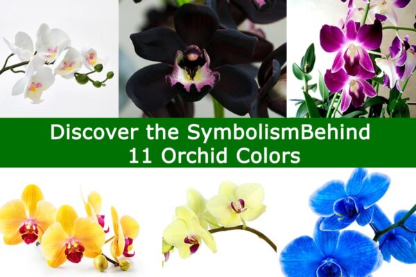 Discover the Symbolism Behind 11 Orchid Colors