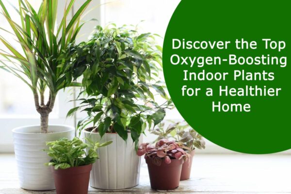 Discover the Top Oxygen-Boosting Indoor Plants for a Healthier Home