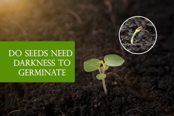 Do Seeds Need Darkness to Germinate