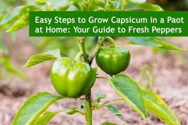 Easy Steps to Grow Capsicum in a Paot at Home: Your Guide to Fresh Peppers