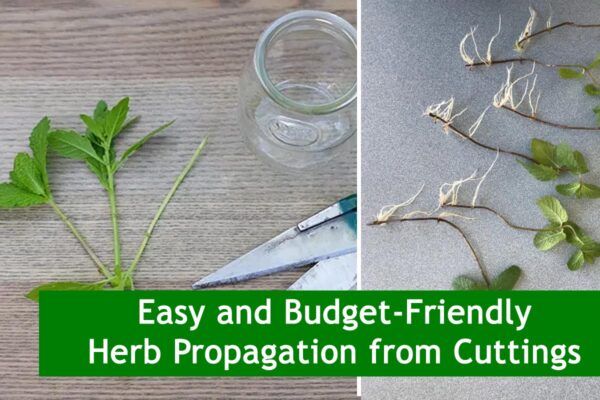 Easy and Budget-Friendly Herb Propagation from Cuttings