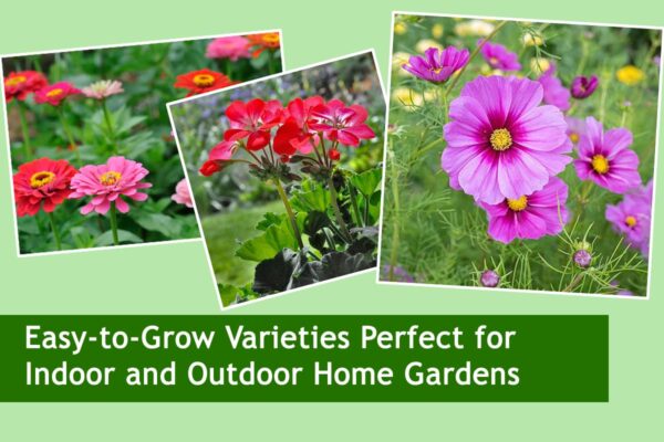 Easy-to-Grow Varieties Perfect for Indoor and Outdoor Home Gardens