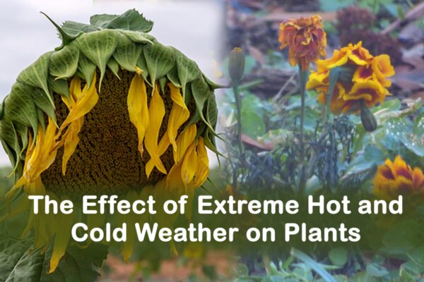 The Effect of Extreme Hot and Cold Weather on Plants