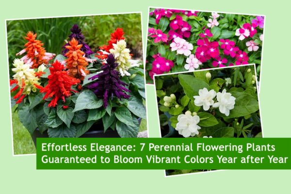 Effortless Elegance: 7 Perennial Flowering Plants Guaranteed to Bloom Vibrant Colors Year after Year
