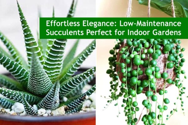Effortless Elegance: Low-Maintenance Succulents Perfect for Indoor Gardens