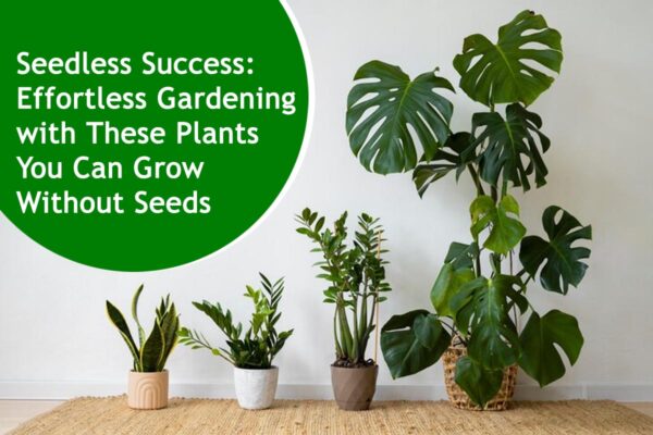 Seedless Success: Effortless Gardening with These Plants You Can Grow Without Seeds