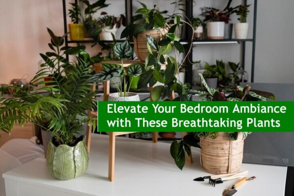 Elevate Your Bedroom Ambiance with These Breathtaking Plants