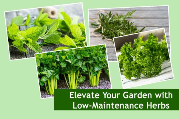 Elevate Your Garden with Low-Maintenance Herbs