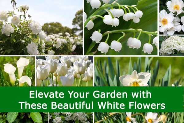 30 Best White Flowers for Your Garden