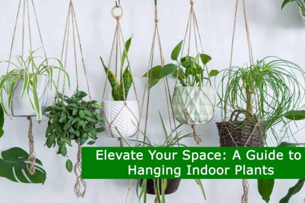 Elevate Your Space: A Guide to Hanging Indoor Plants