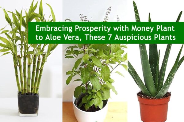 Embracing Prosperity with Money Plant to Aloe Vera, These 7 Auspicious Plants