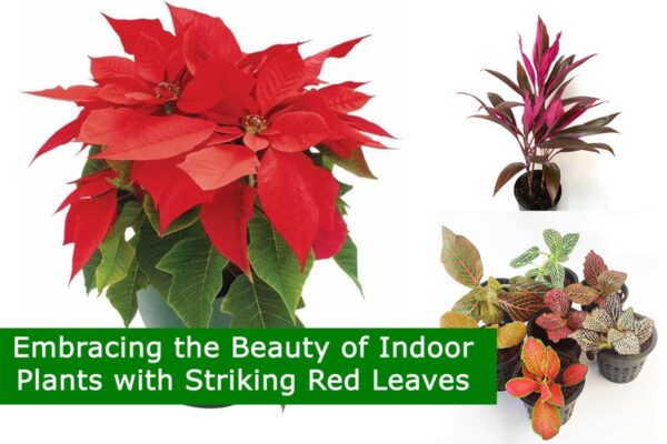 Embracing the Beauty of Indoor Plants with Striking Red Leaves