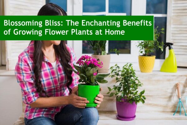 Blossoming Bliss: The Enchanting Benefits of Growing Flower Plants at Home